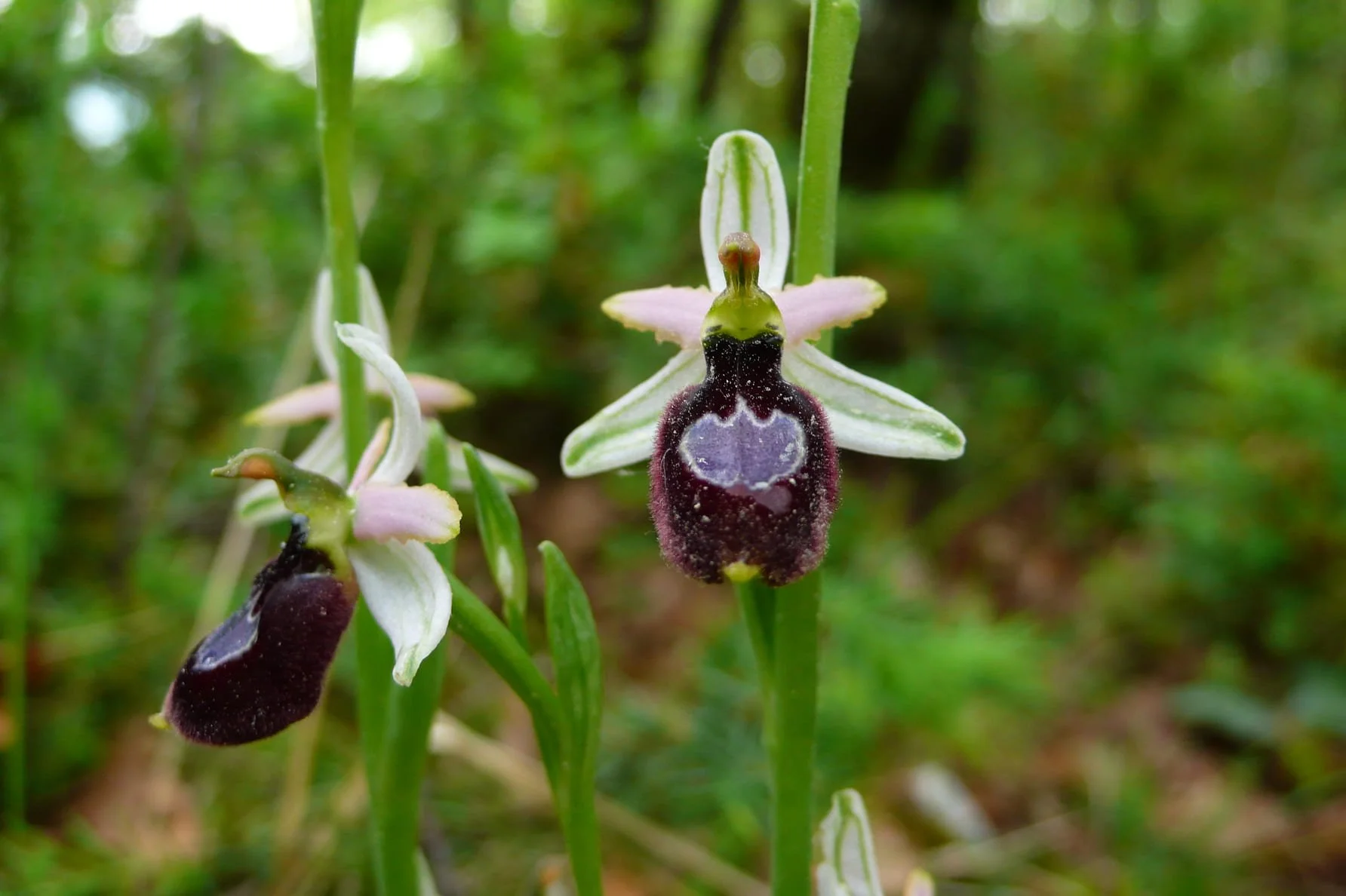 090_Drome s O._Lozeron.jpg