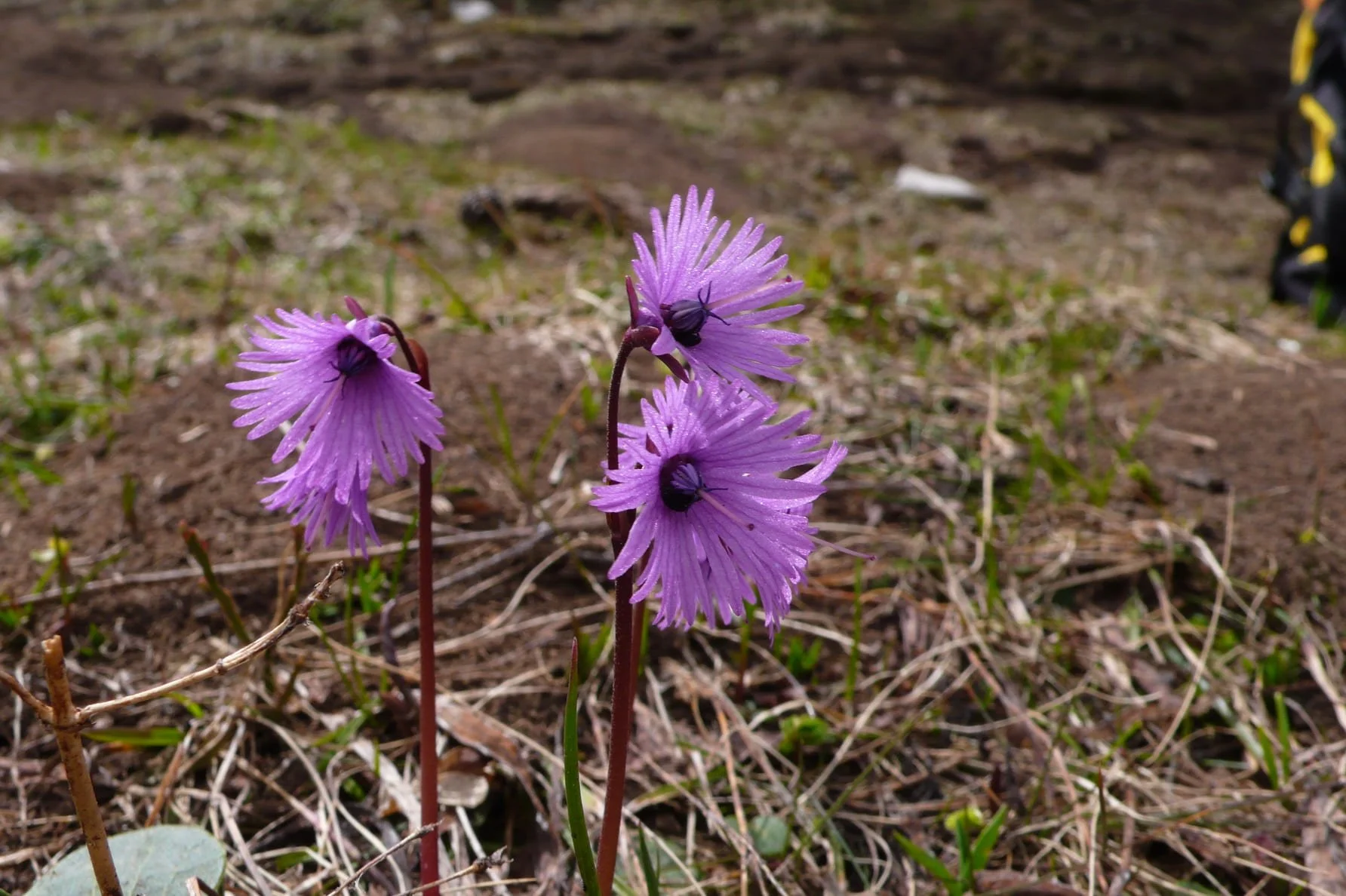 160_Alpine Snowbell_Combeau.jpg