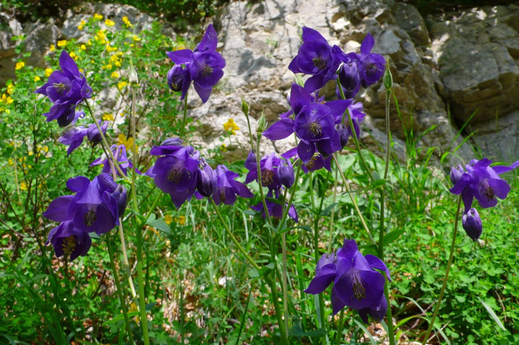 089_Columbine_Ambel.jpg