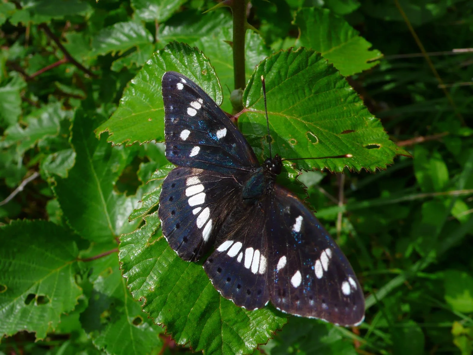 021_Limenitis reducta_Saoû.jpg
