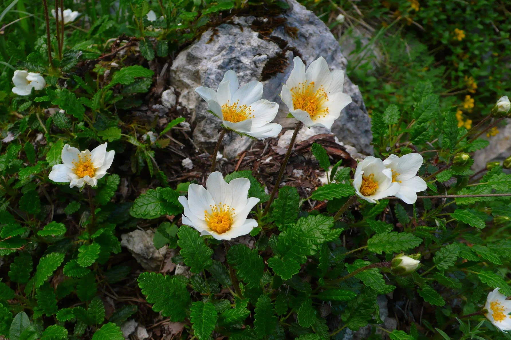 17_Mountain Avens_Grimone.jpg