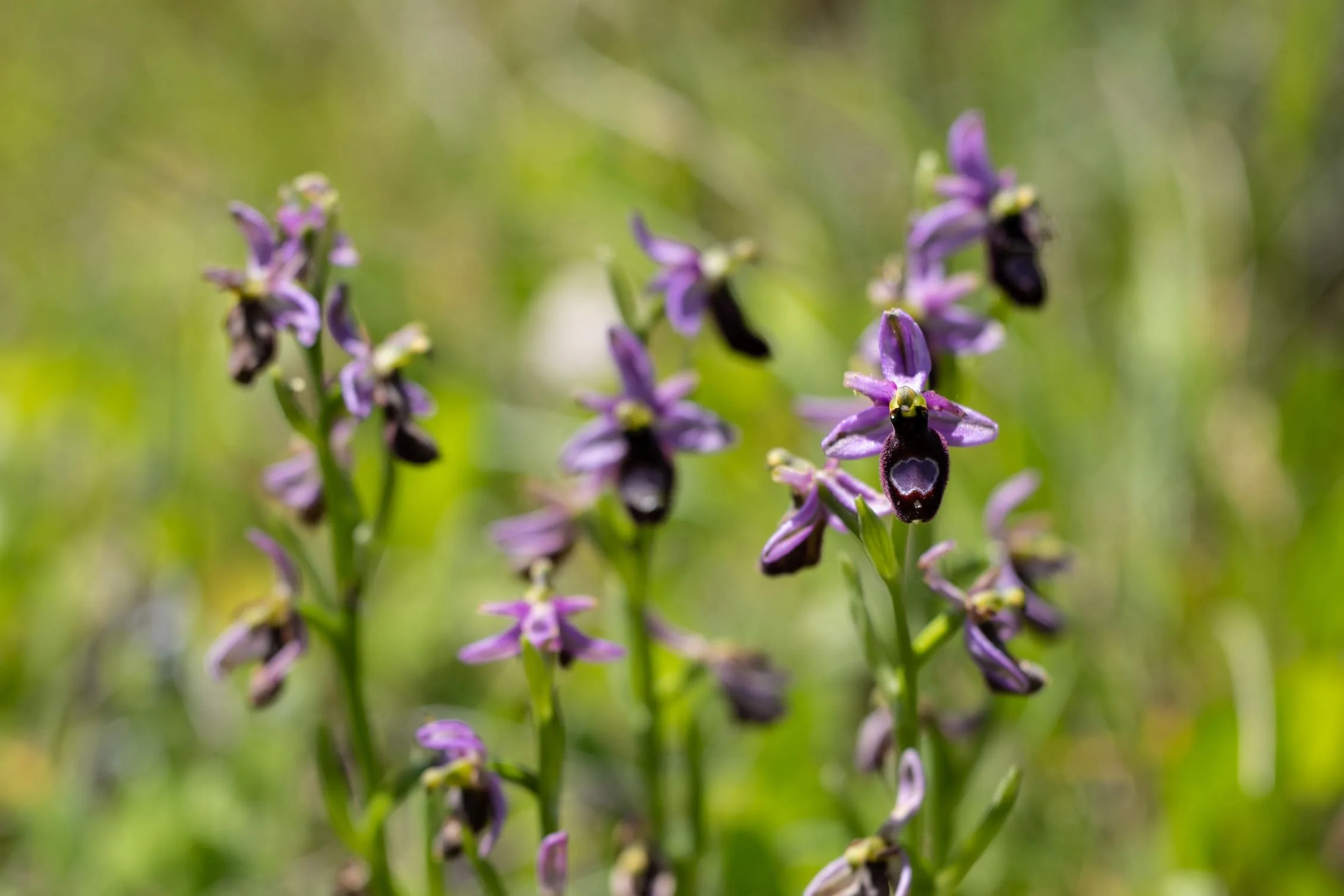 0J4A9316_Ophrys drumana.jpg