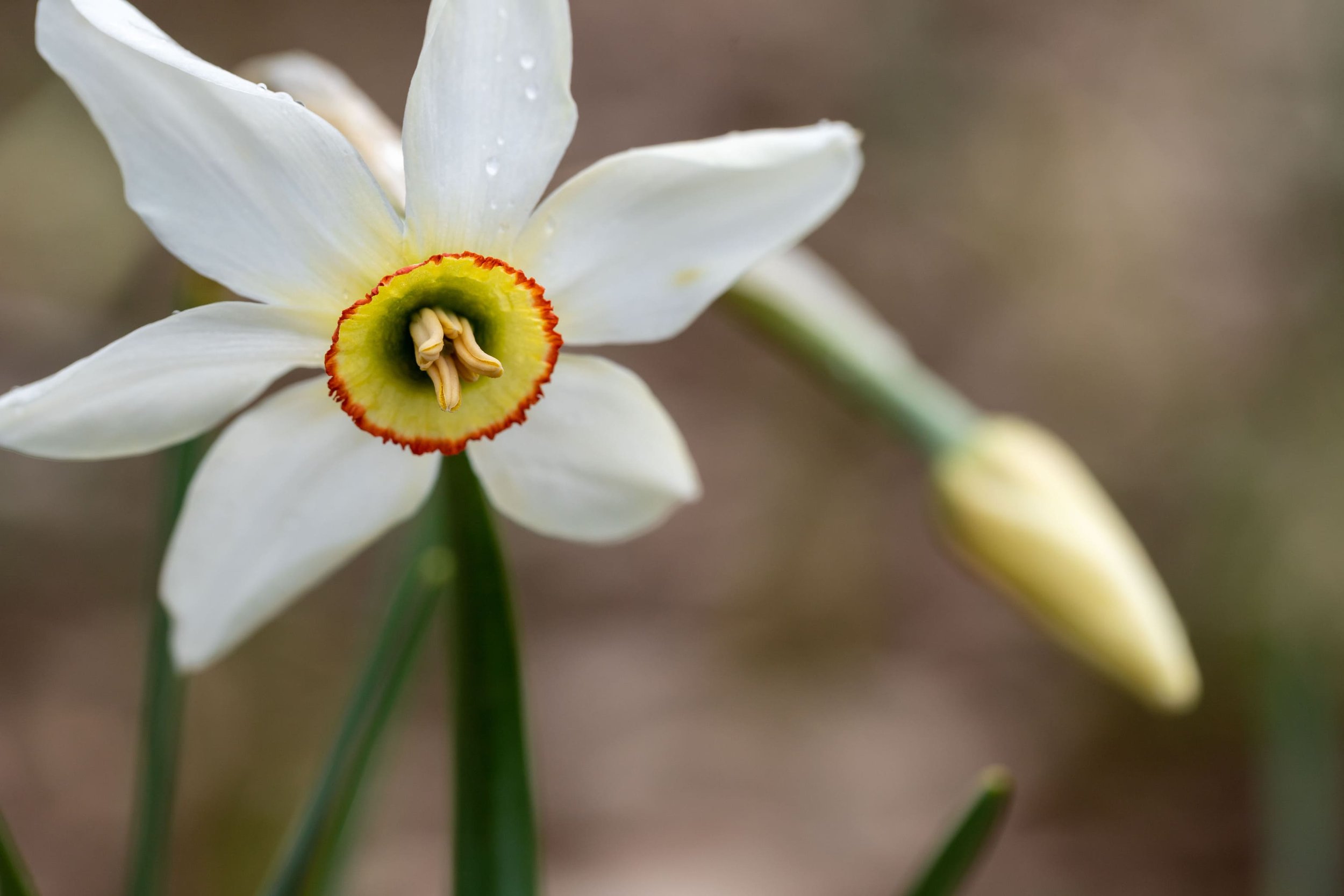 IMG_1915_Poets narcissus.jpg