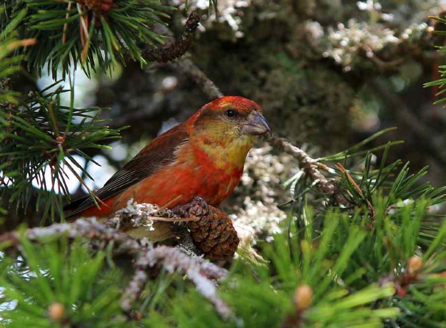 IMG_4436b_Loxia curvirostra(1)pxl-compressed.jpg