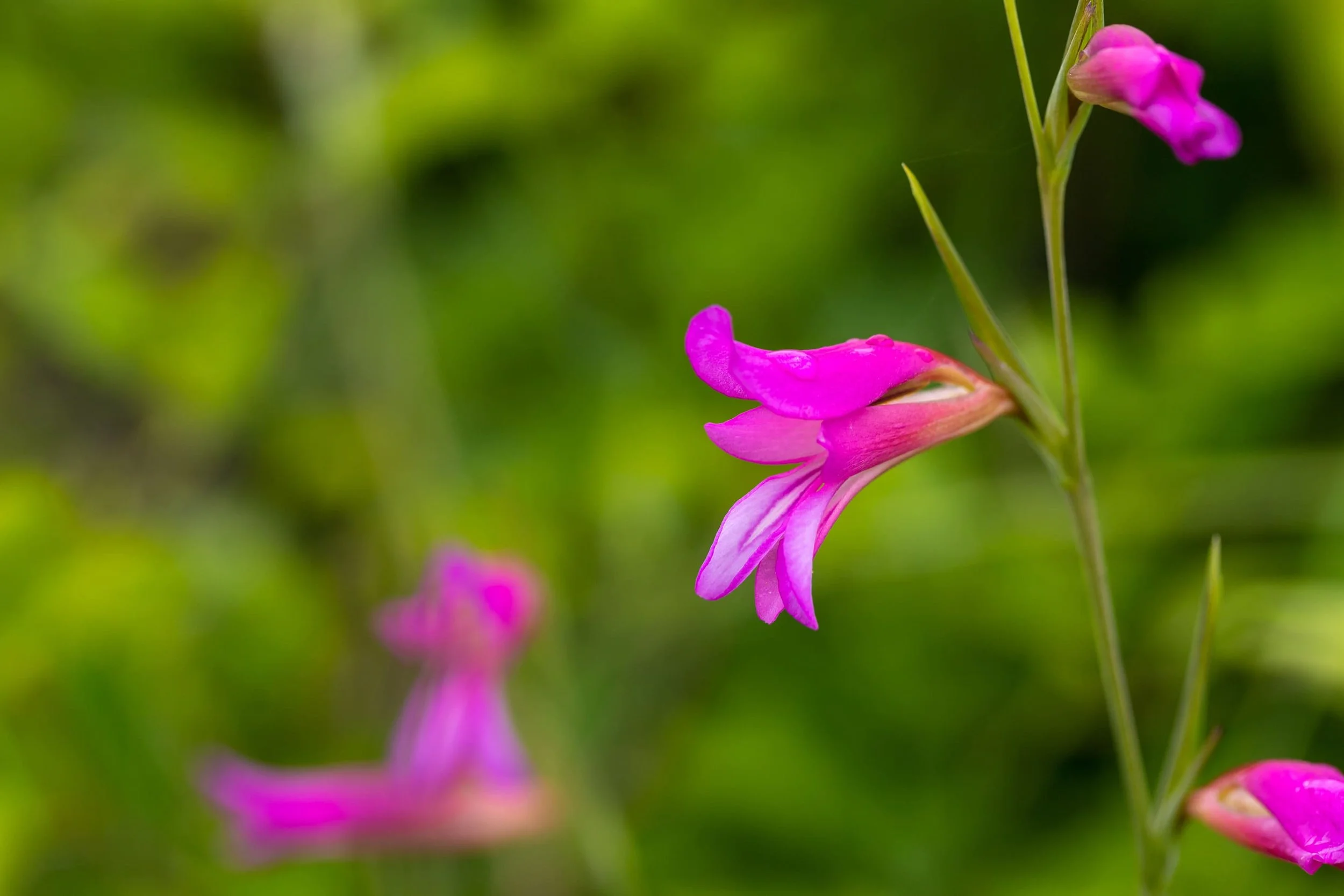IMG_1687_Field gladiolus.jpg