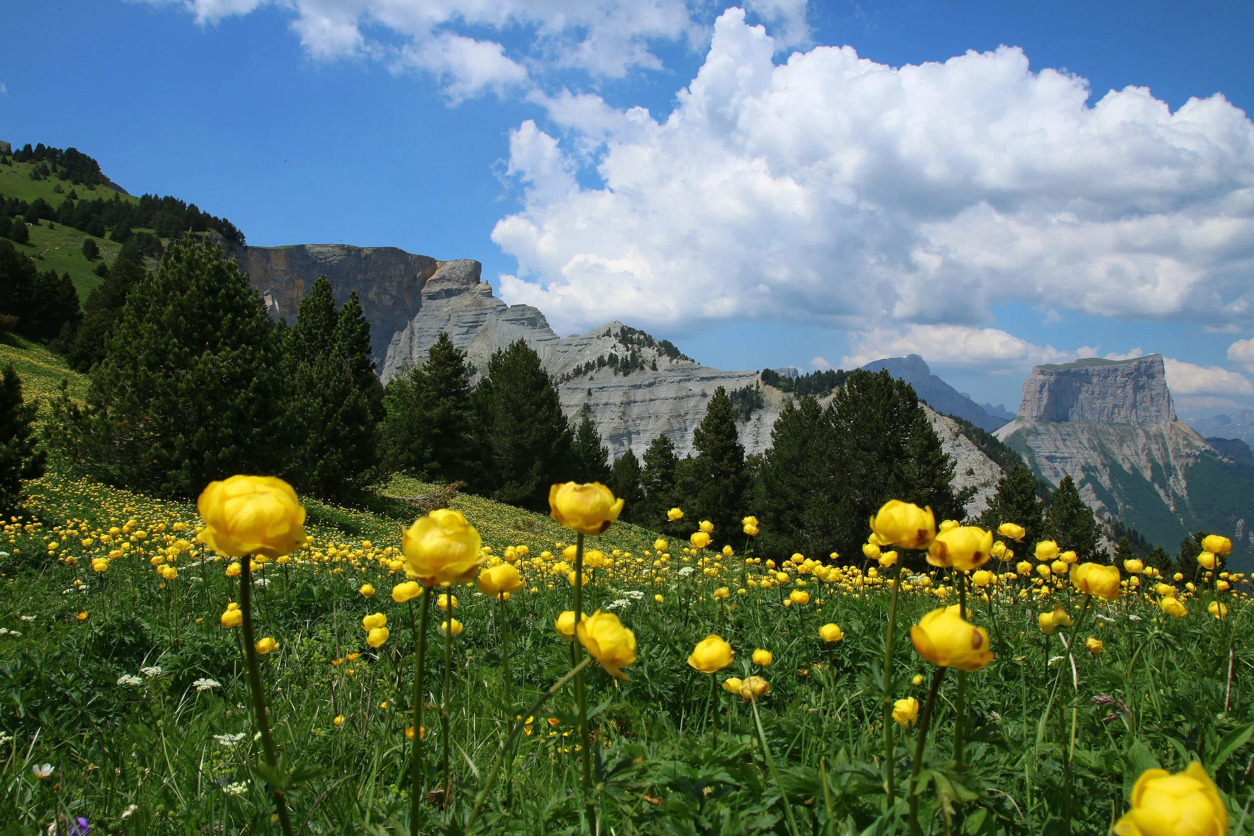 IMG_0877b_Trollius europaeus.jpg