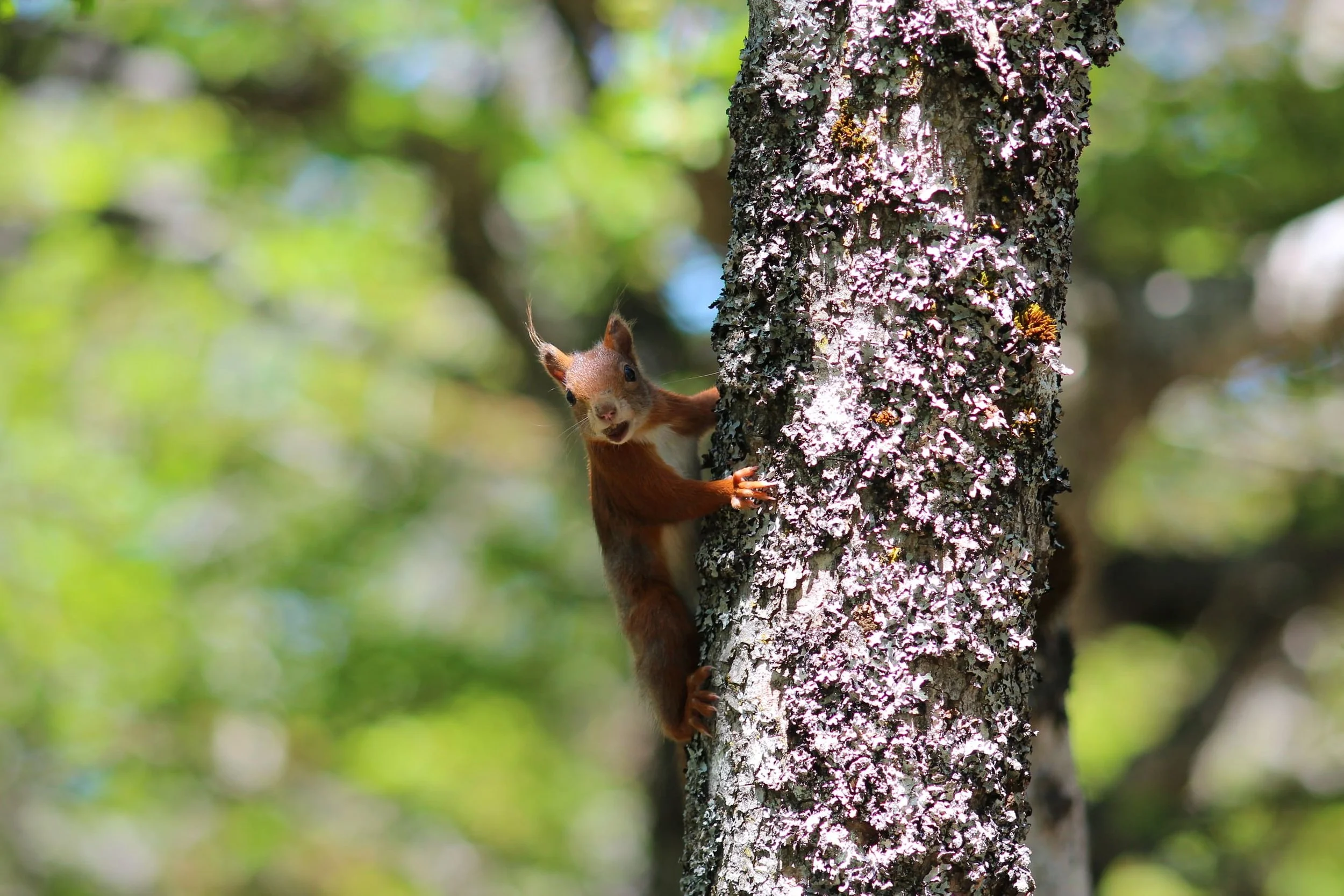 explorer 2 May 2026 deposit