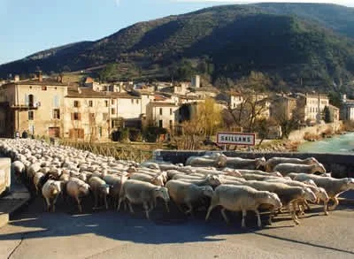 sheeponbridgesaillans.jpg