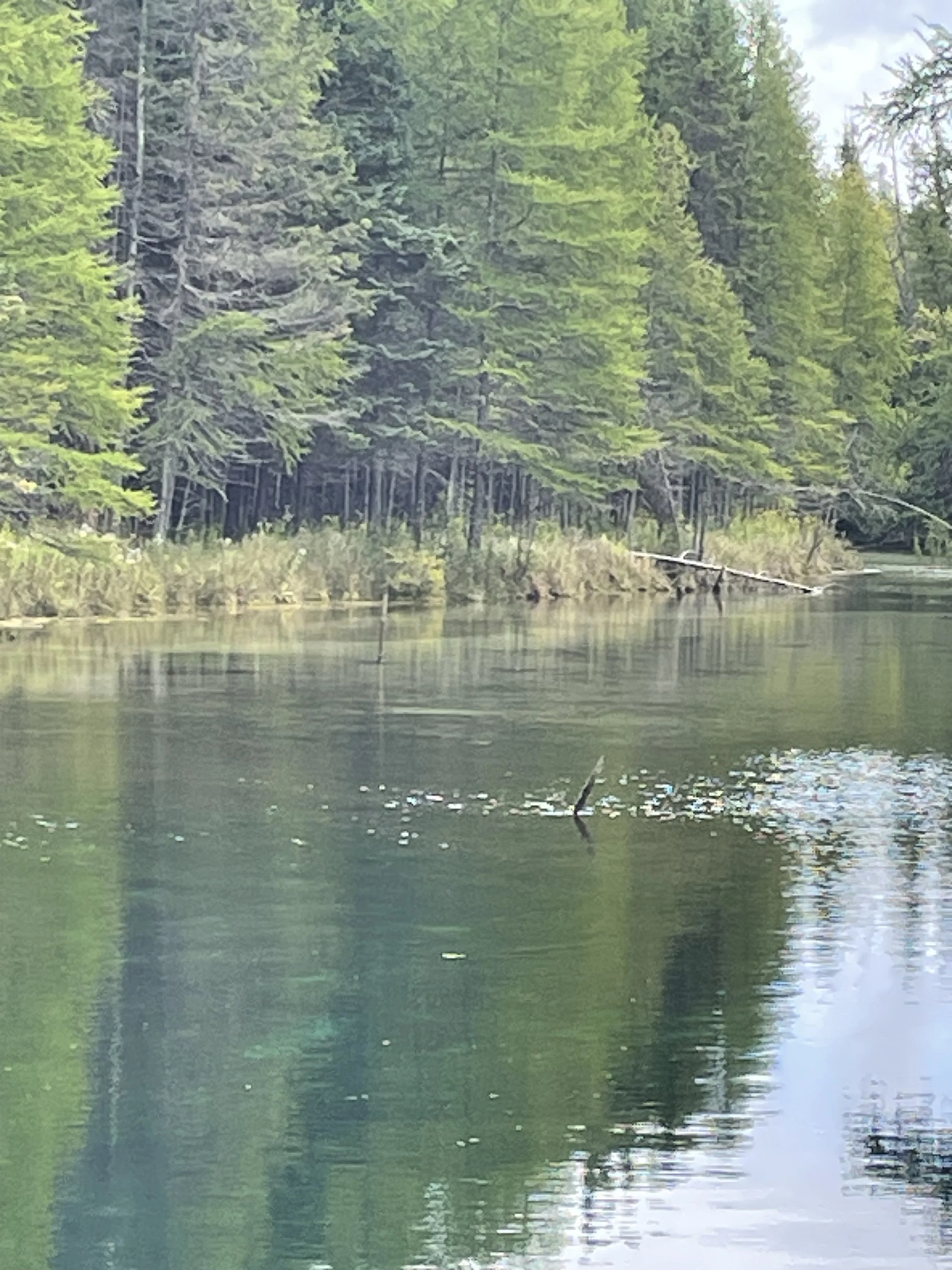 Kitch-iti-kipi Springs: The Big Spring NW of Manistique--Michigan's largest freshwater spring.