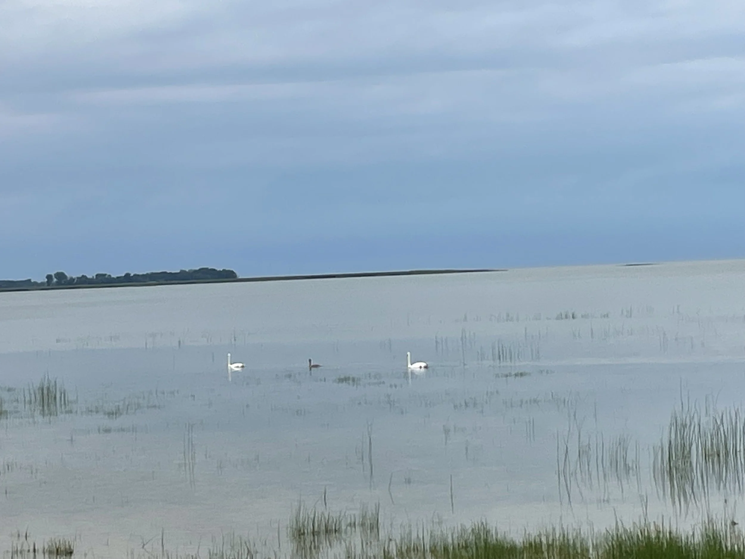 Two adult swans with a baby! Saginaw Bay, Lake Huron, Michigan.