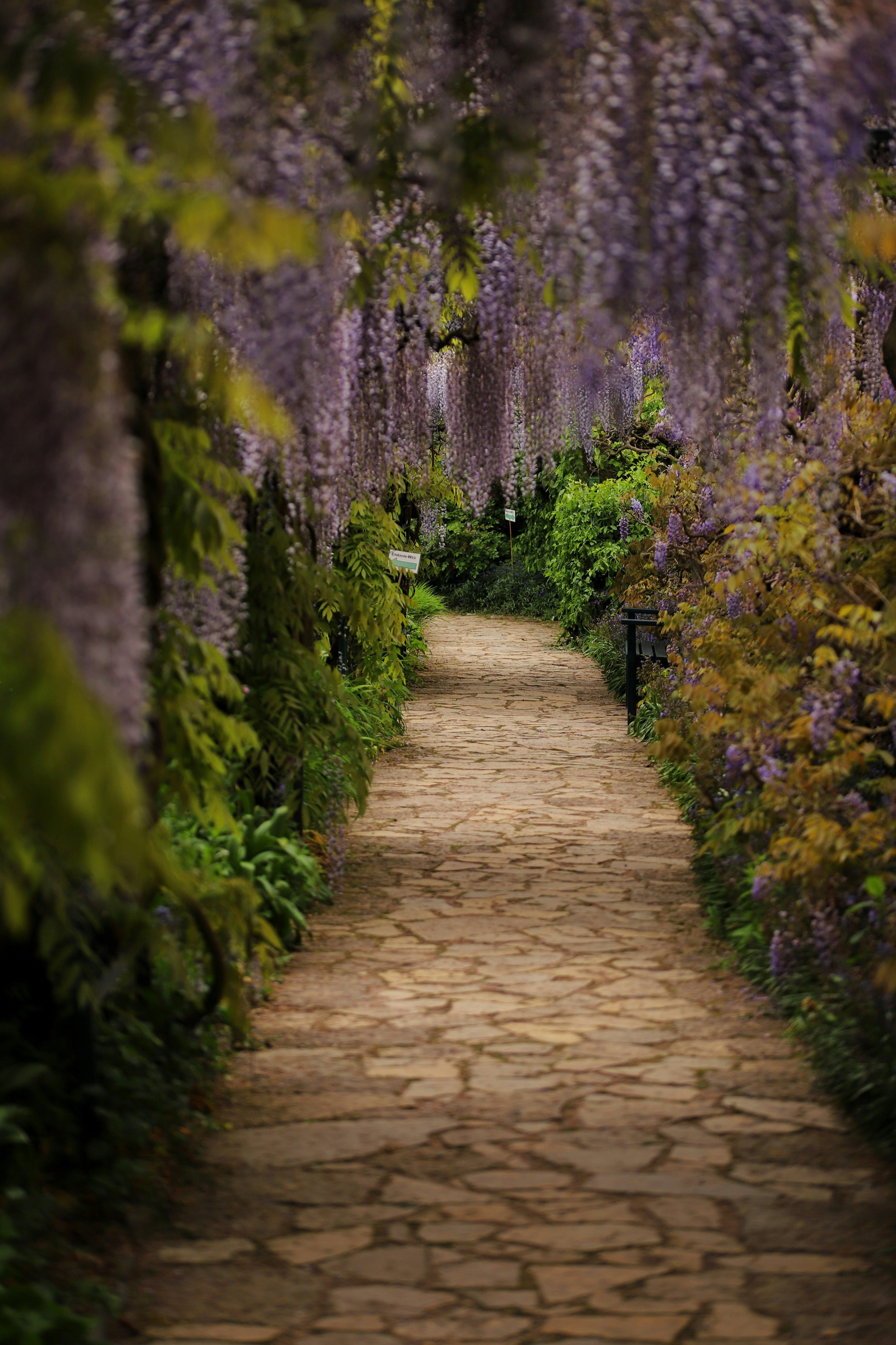 A stone pathway winding through a garden with purple wisteria flowers hanging overhead.