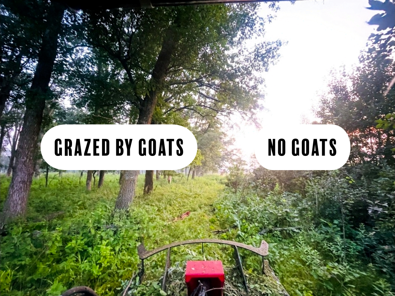 A woodland scene with a fence running down the middle. One side of the fence has been grazed by goats. The other side is choked with buckthorn.