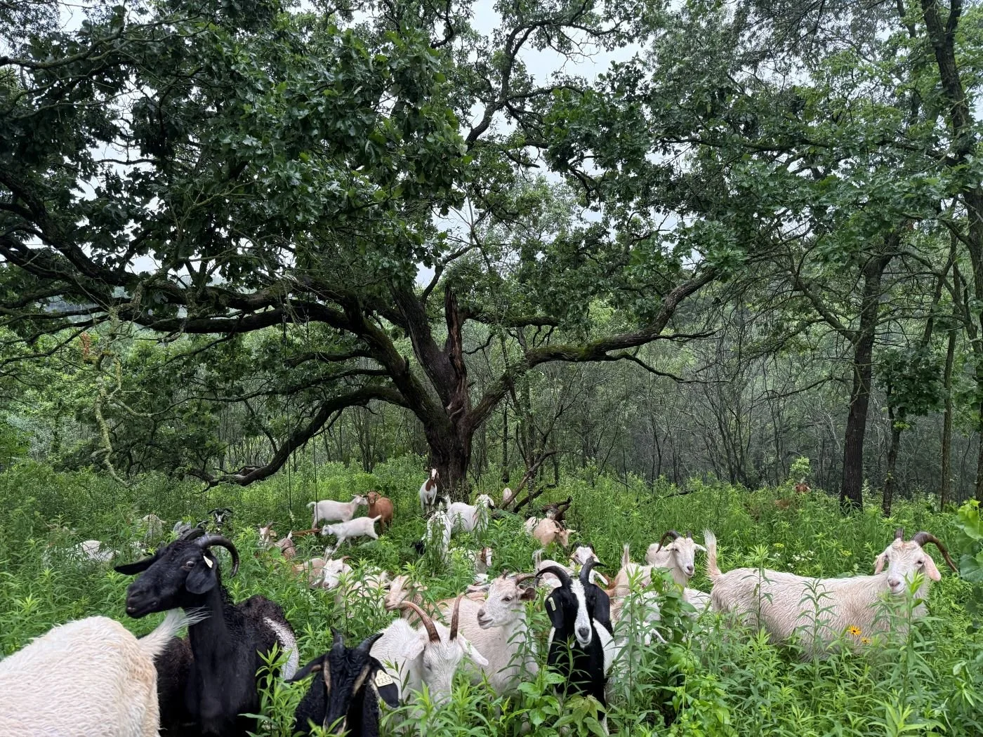 Prescribed Grazing & Land Restoration Process | Diversity Landworks