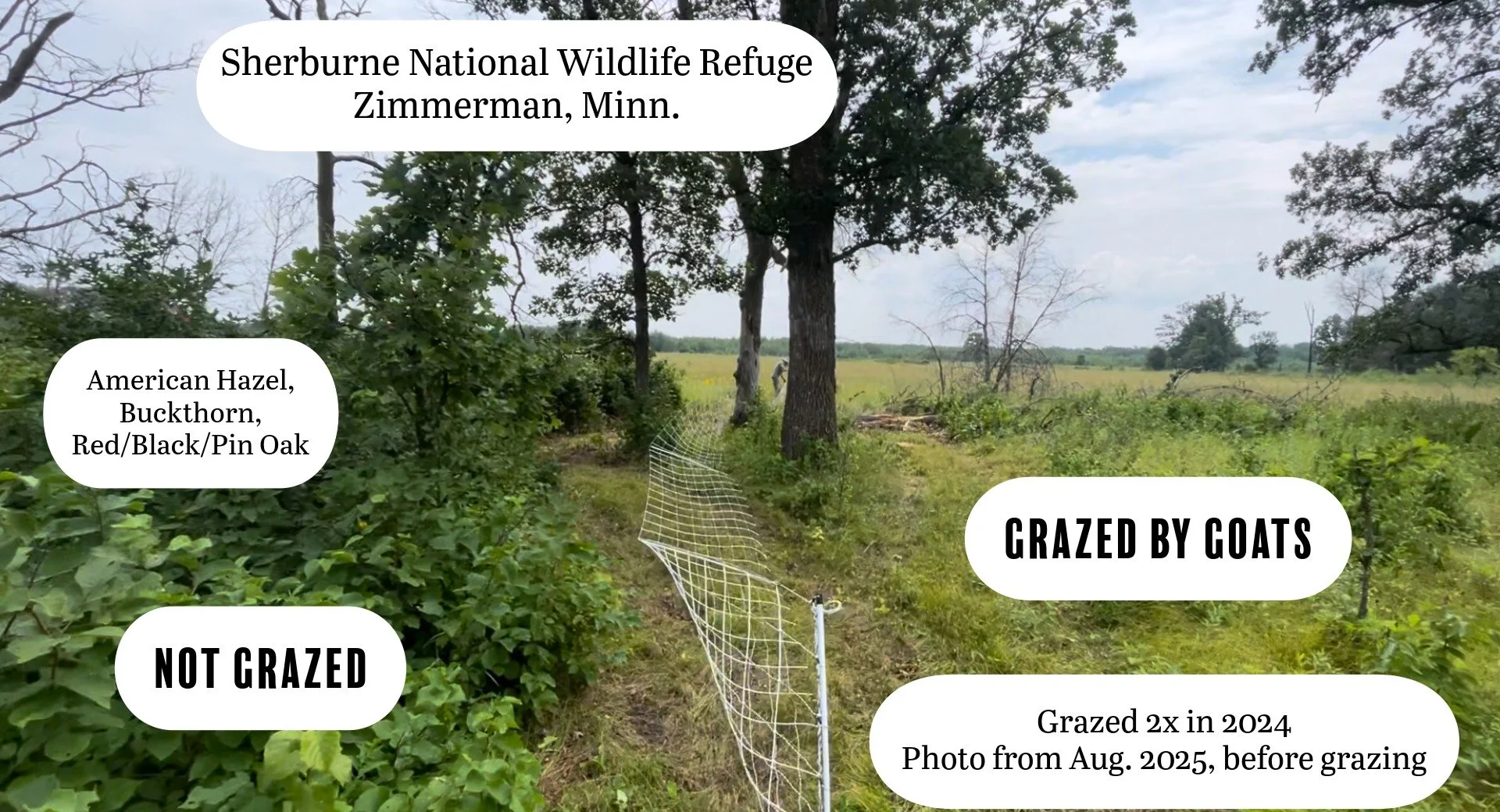 Before and after goat grazing at Sherburne National Wildlife Refuge in Zimmerman, Minnesota.