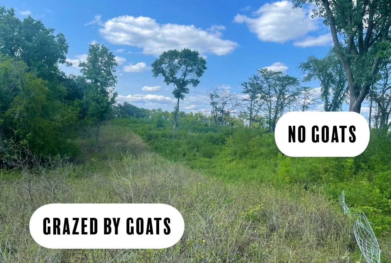 Before and after prescribed goat grazing.