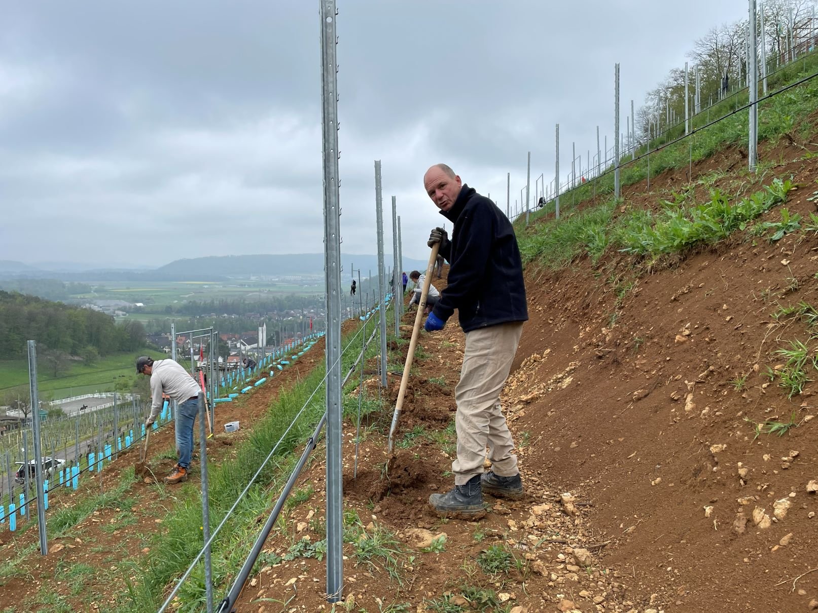   Jeweils am 1. Mai werden die jungen Reben gepflanzt.  