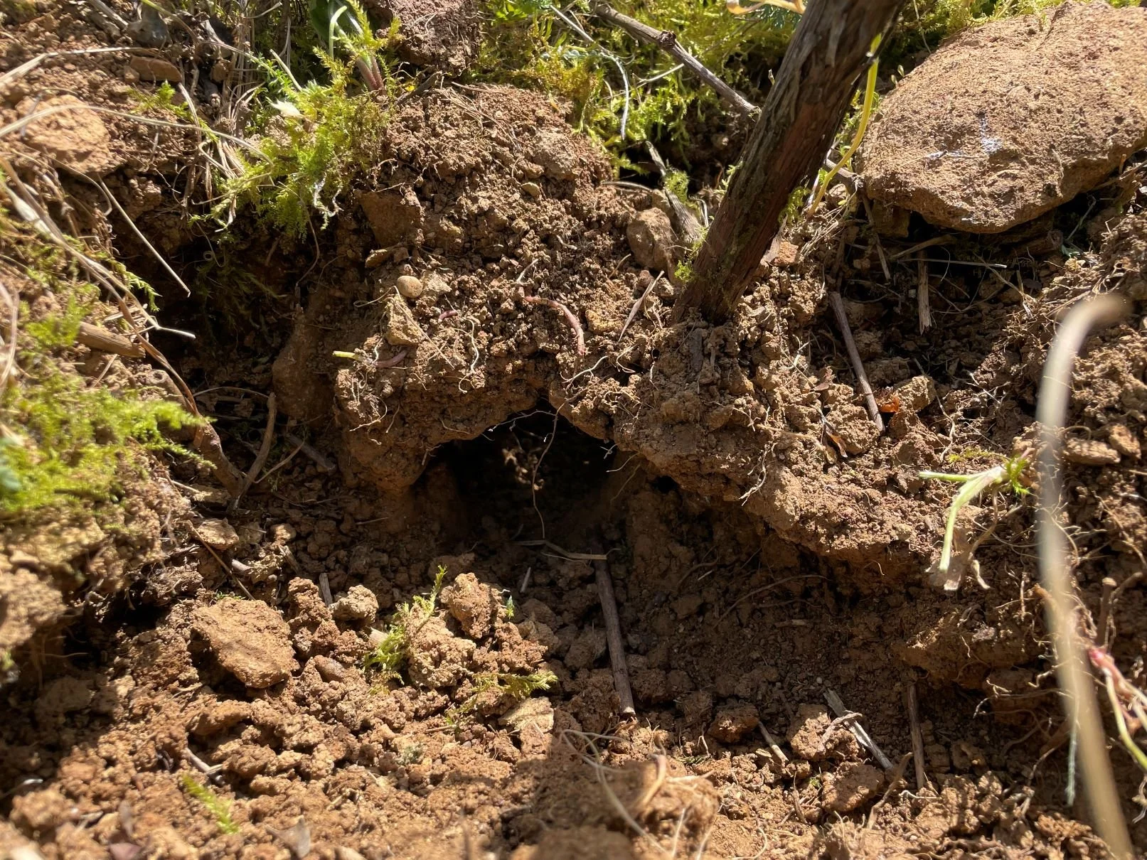 Biodiversität 5.jpg