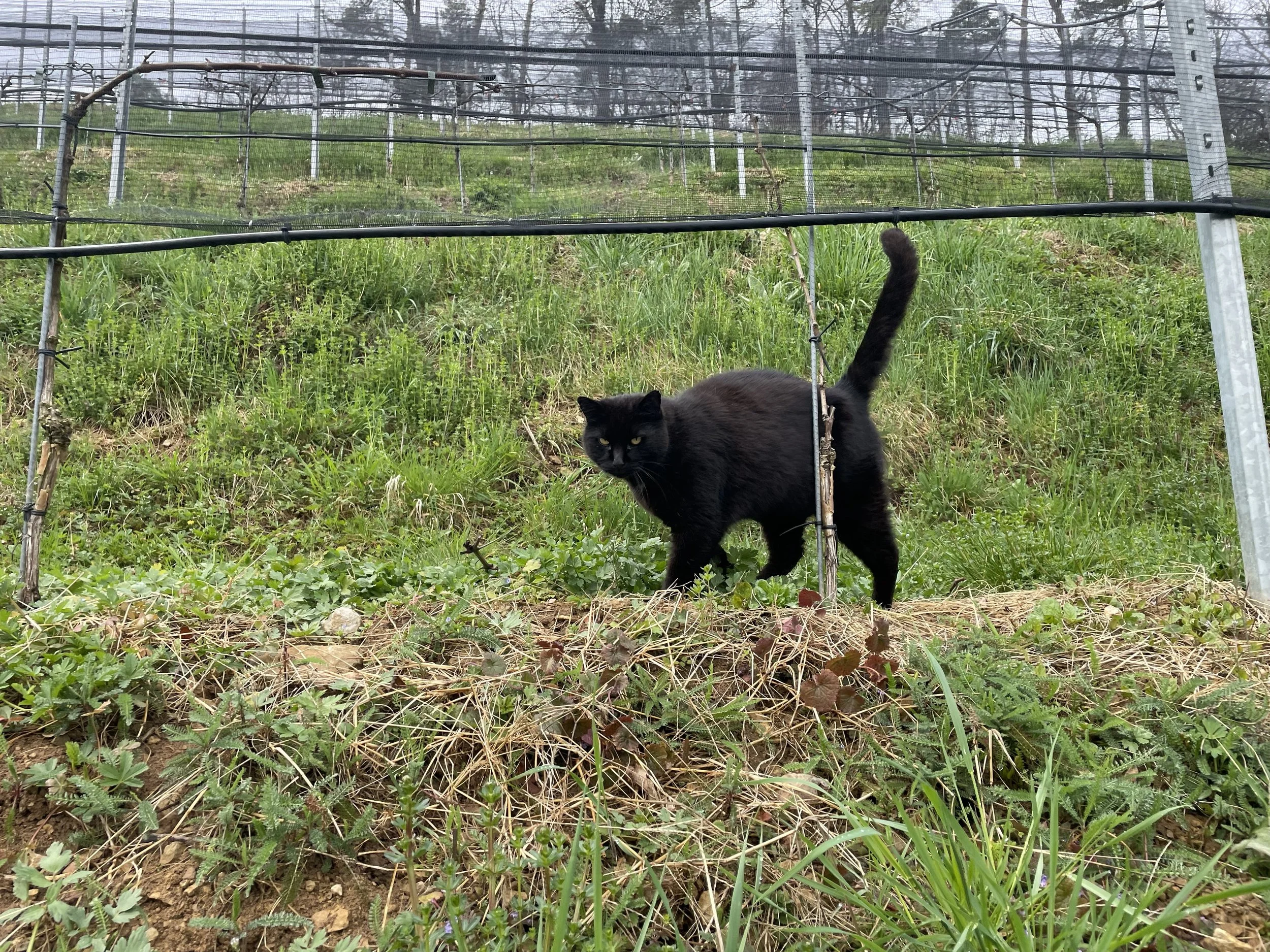 Biodiversität 4.jpg