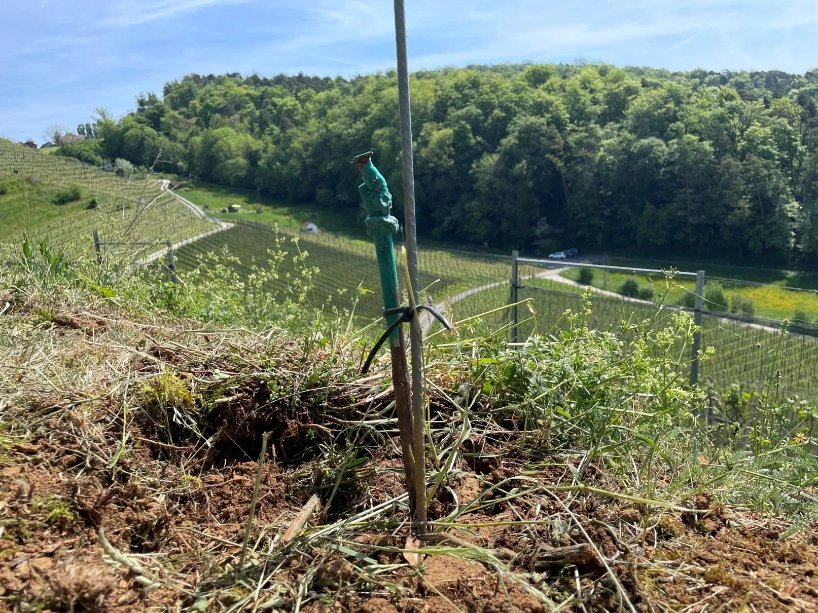  Die junge Rebe - hier eine Cabernet Jura - ist im Boden. 