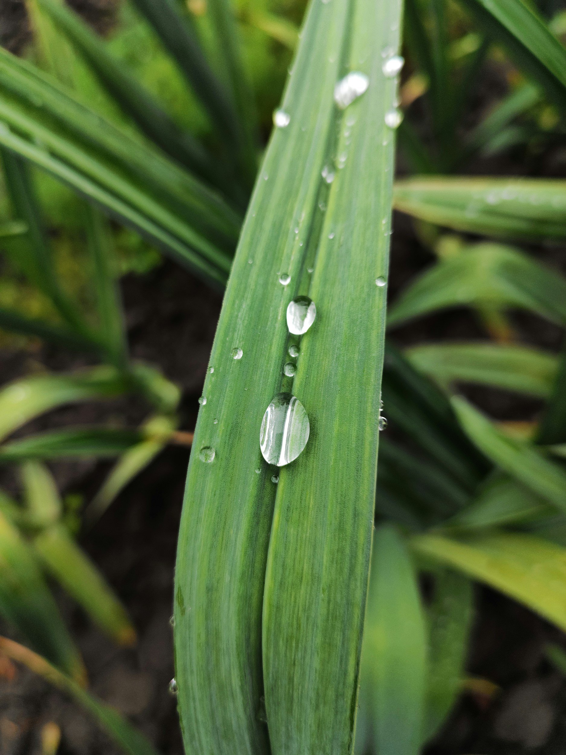 Close-up of a green grass blade with water droplets on it.