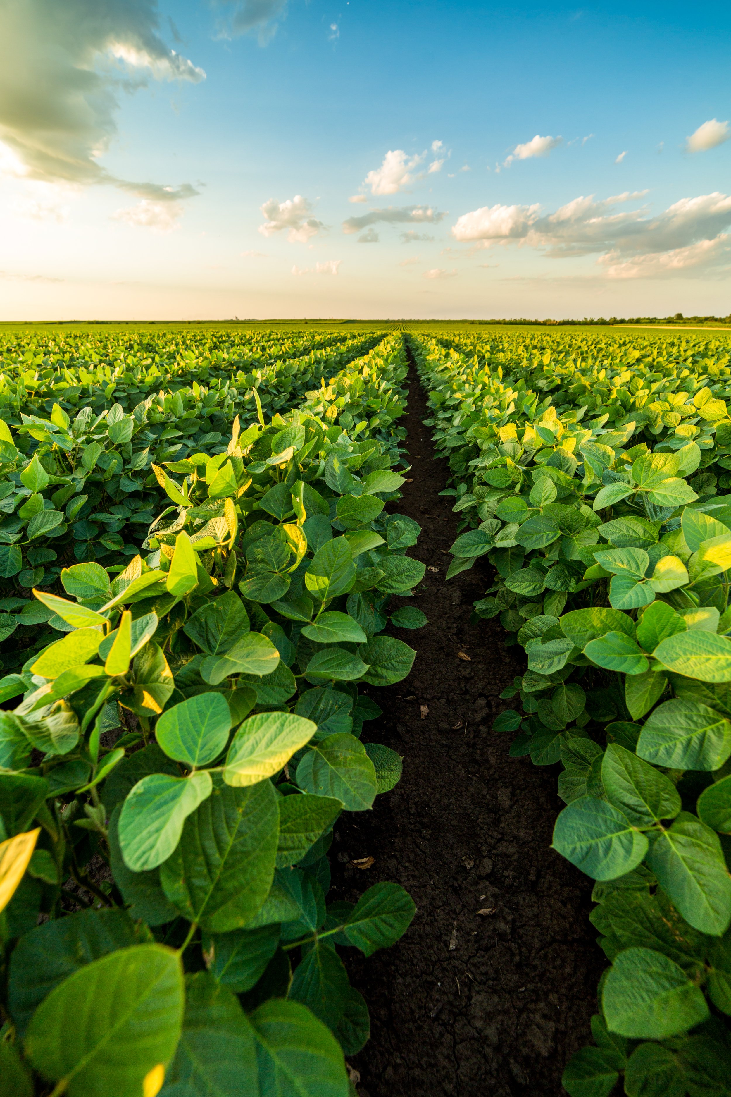 A vast soybean field with rows of green soybean plants under a partly cloudy sky during daylight.
