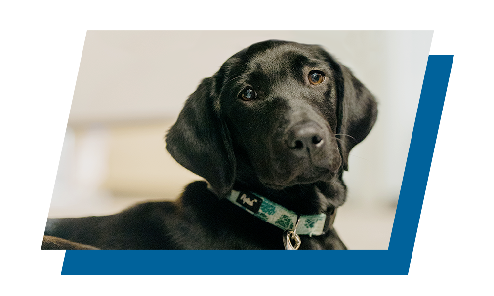 Franny, a black Labrador Retriever at Liberty Dogs