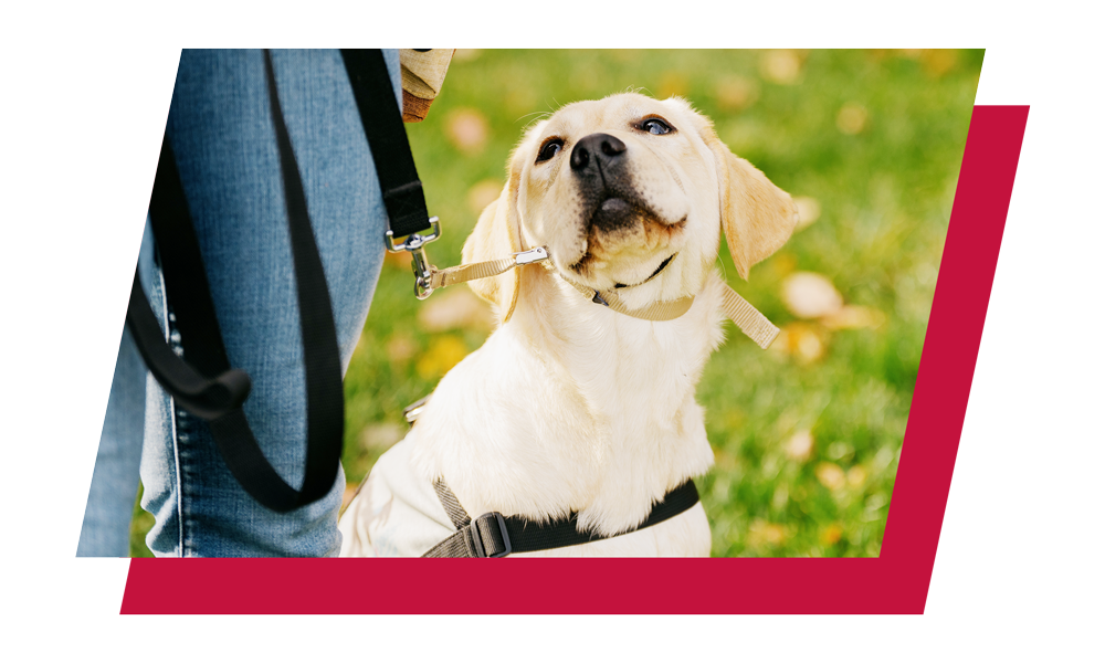 A white labrador retriever puppy with a leash and Gentle Leader looks up at its trainer