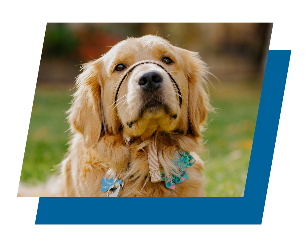 Tahoe, a Golden Retriever, poses for the camera