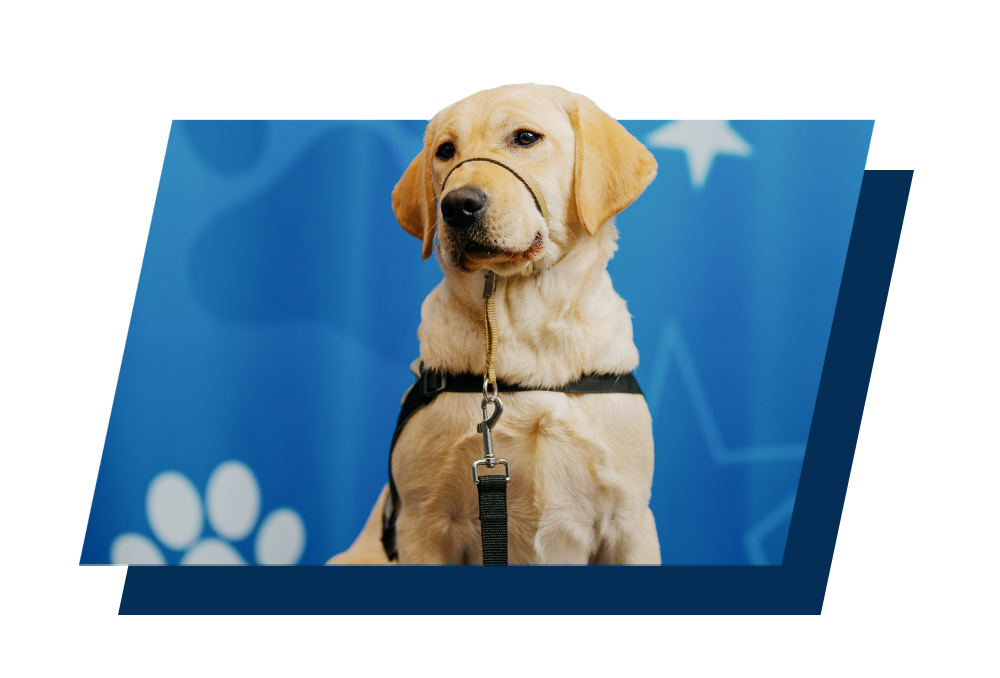 Bella, a white Labrador Retriever