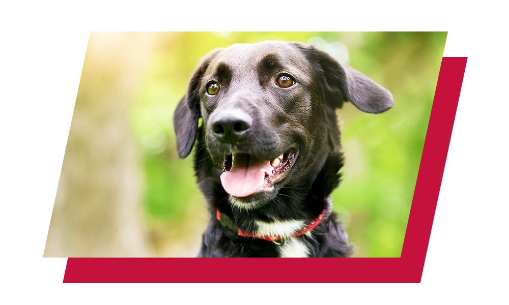 A black mixed breed dog with his mouth open