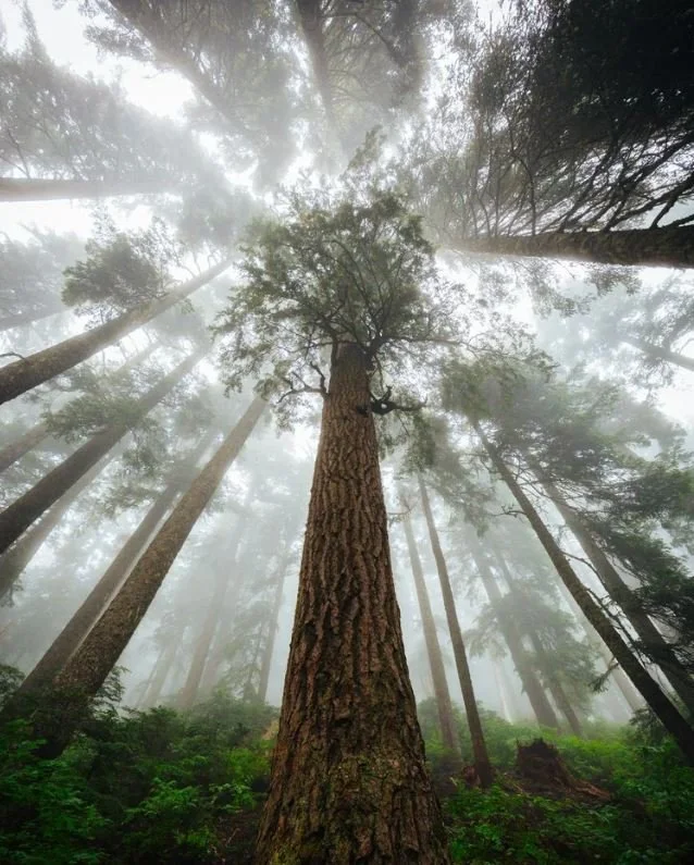 On the Shoulders of Giants