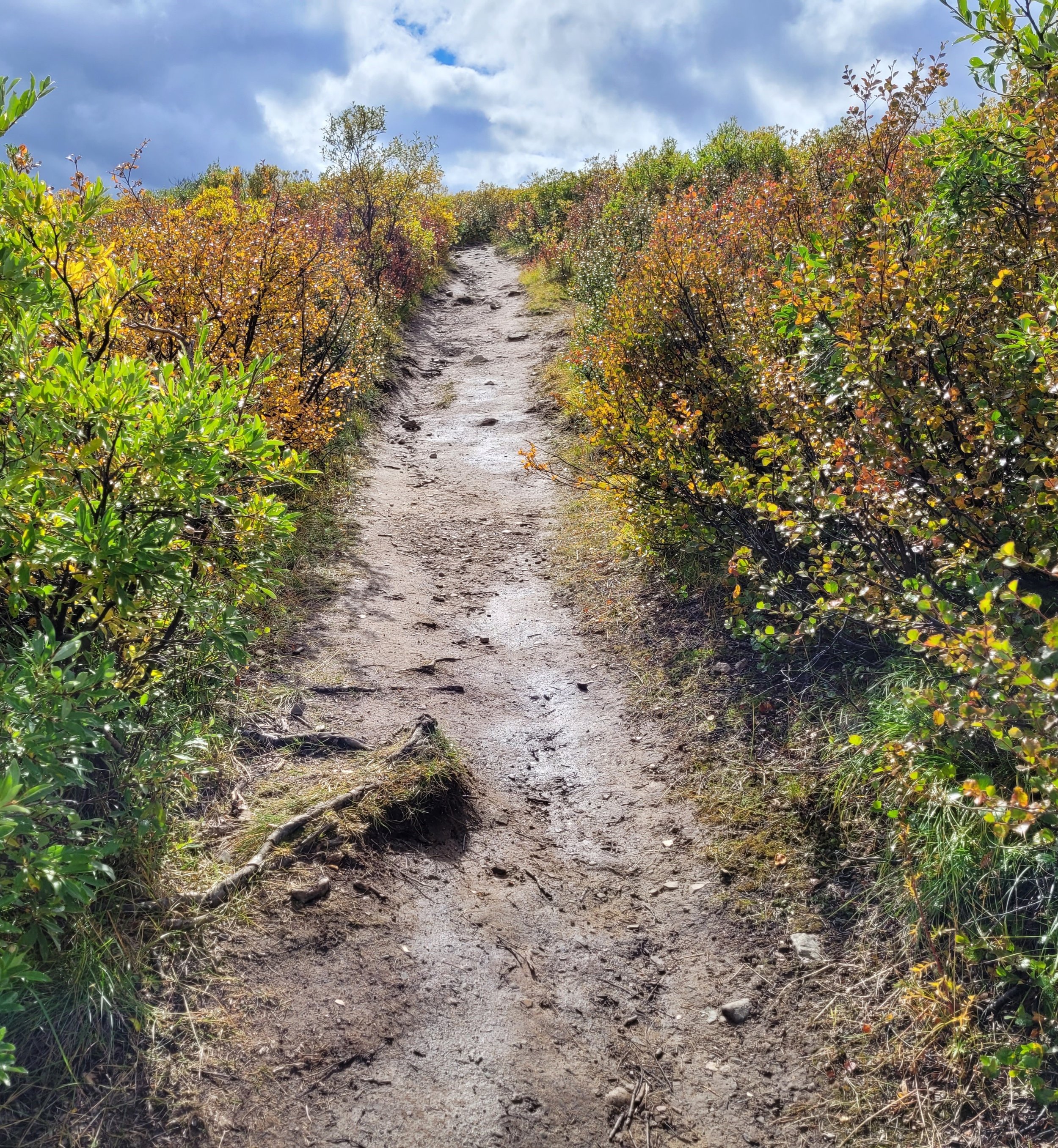 A dirt trail winding uphill through a forest with green and yellow foliage, under a partly cloudy sky.