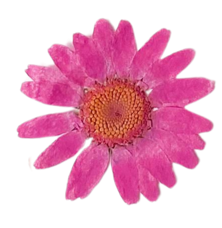 Pink flower with orange center isolated on transparent background.