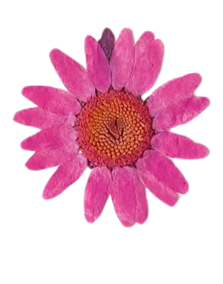 A pink flower with a yellow-orange center and multiple petals against a black background.