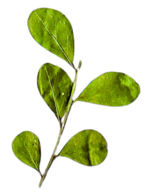 A small green plant with five oval-shaped leaves against a black background.