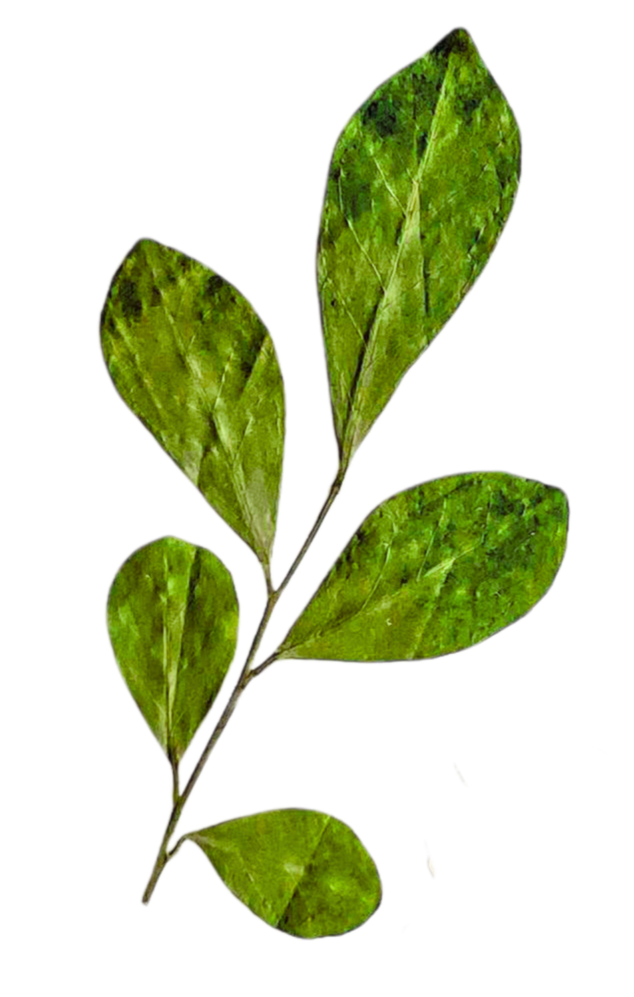 A small green plant with six oval-shaped leaves on a thin stem.