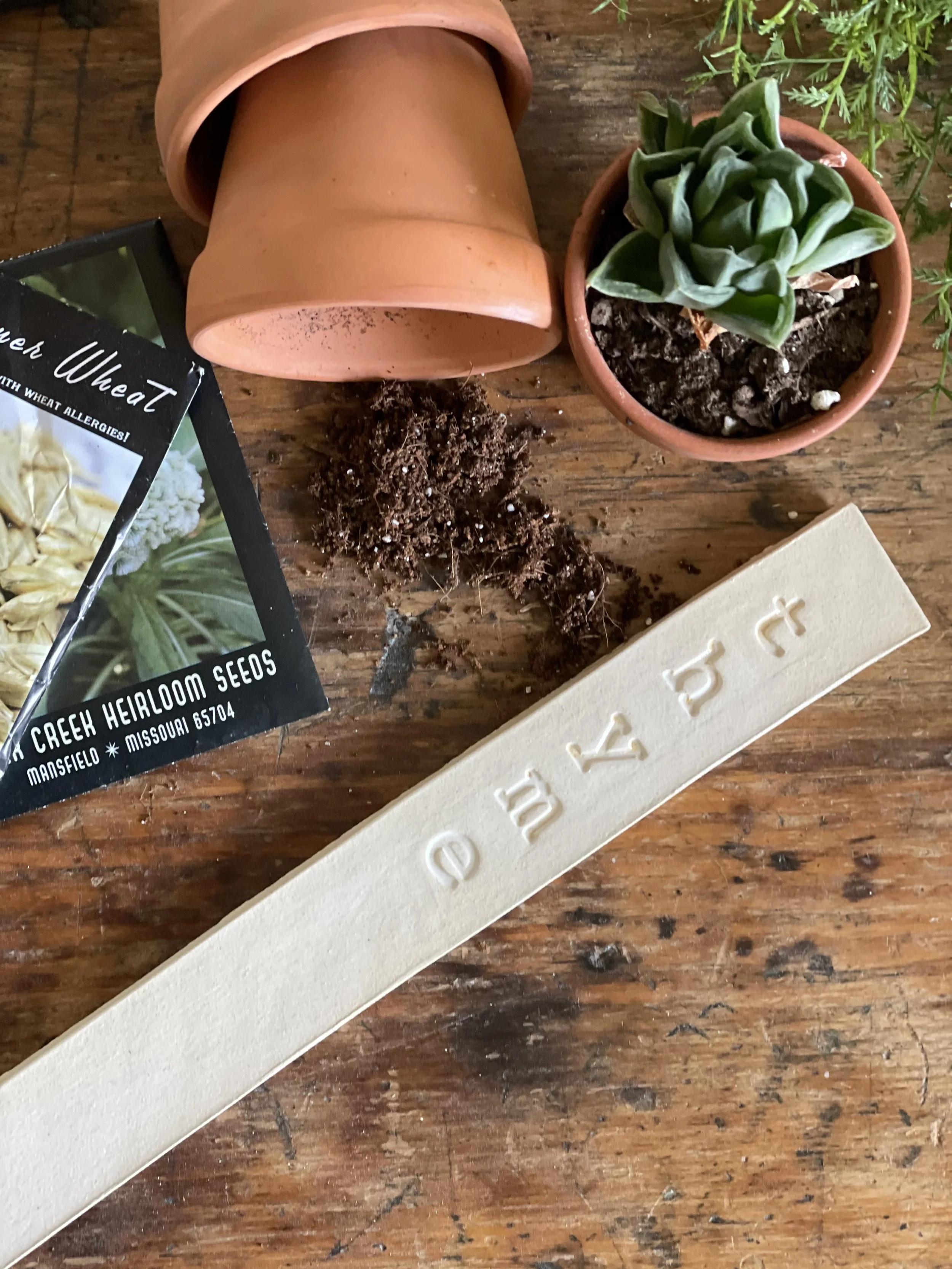 Garden sprouting in a small terracotta pot, with dirt and a ceramic plant marker that says 'basil'.