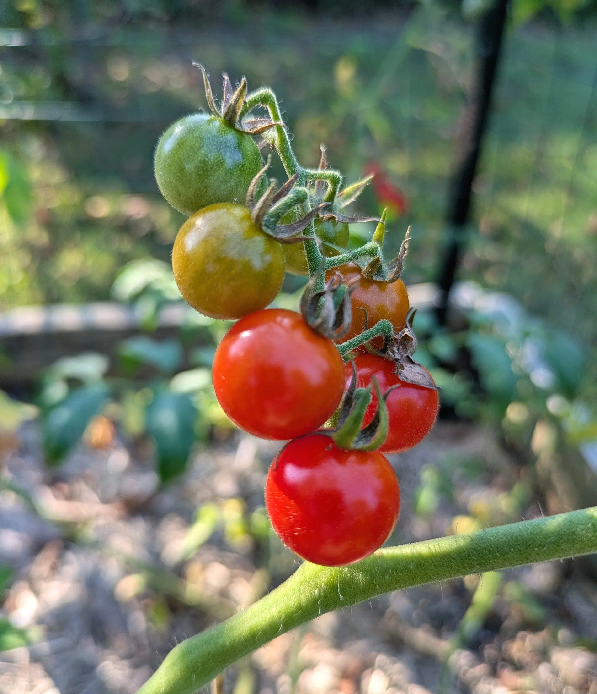 Close-up of a cluster of cherry tomatoes at different ripening stages, from green to red, on the plant.