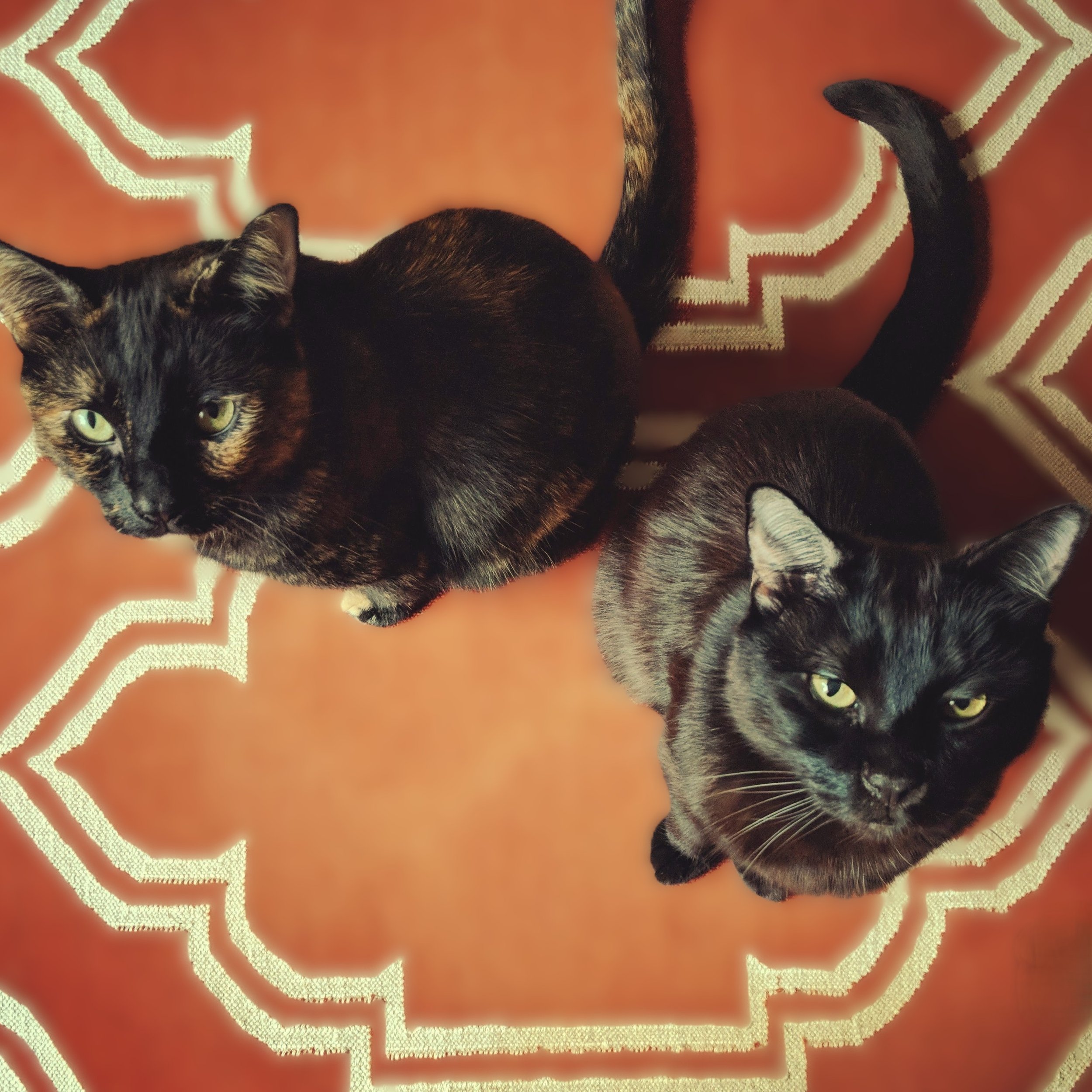 Two black cats named Buzzy and Val