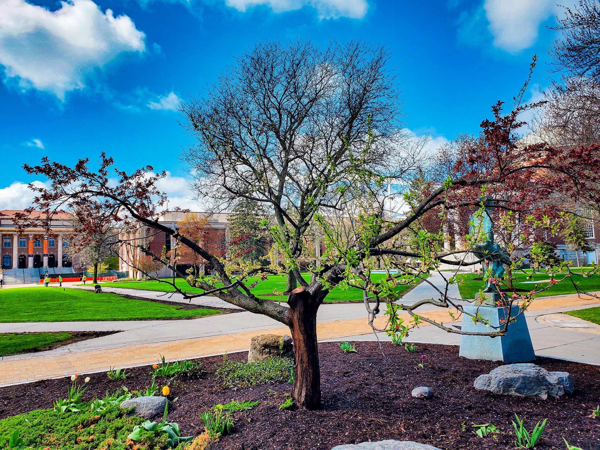 Tree of 40 Fruit at U Syracuse in NY.jpg