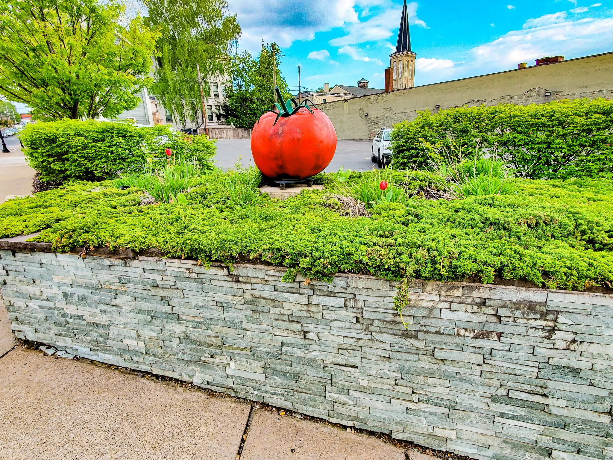 Tomato Quality center Pittson PA.jpg