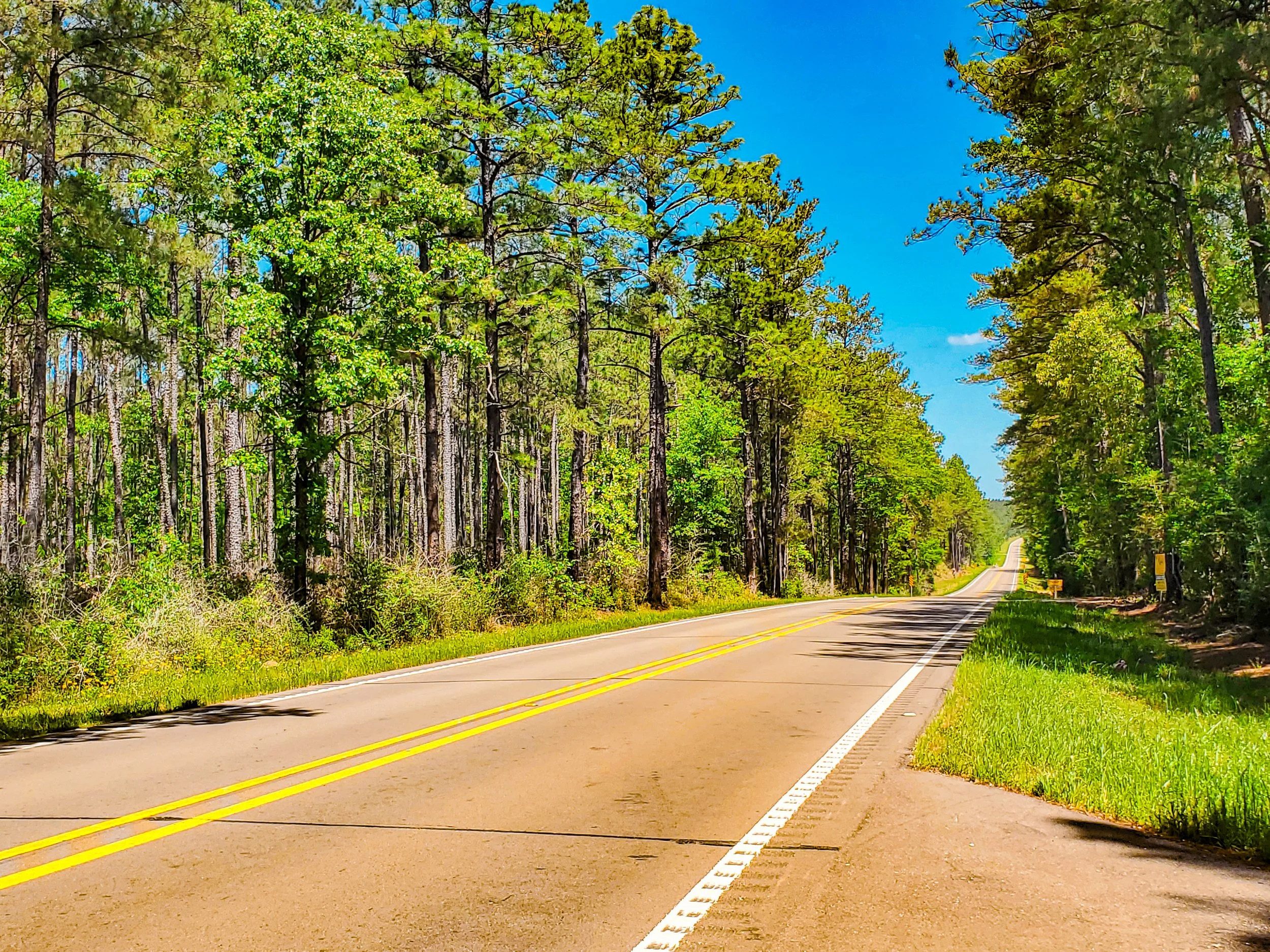 Mississippi highway with pine trees 3.jpg