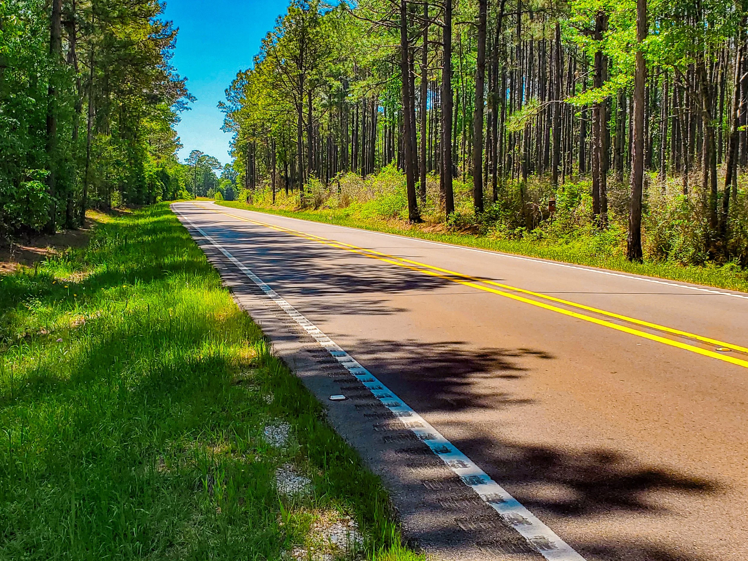 Mississippi highway with pines.jpg