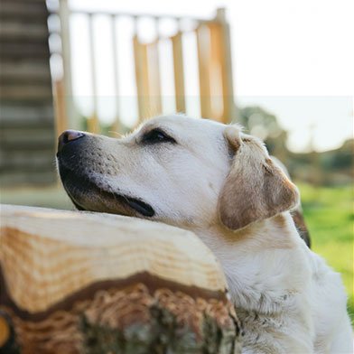 Close-up of a dog resting its head on a wooden log outdoors