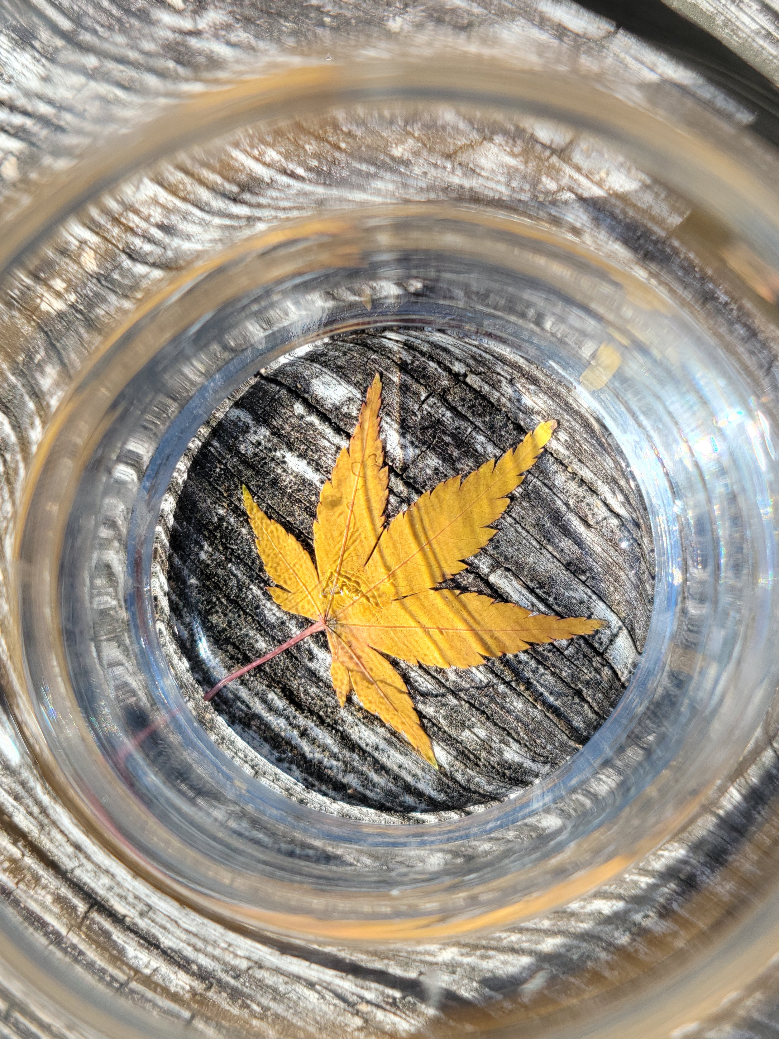 Yellow autumn leaf inside a glass jar, viewed from above, on a weathered wooden surface.