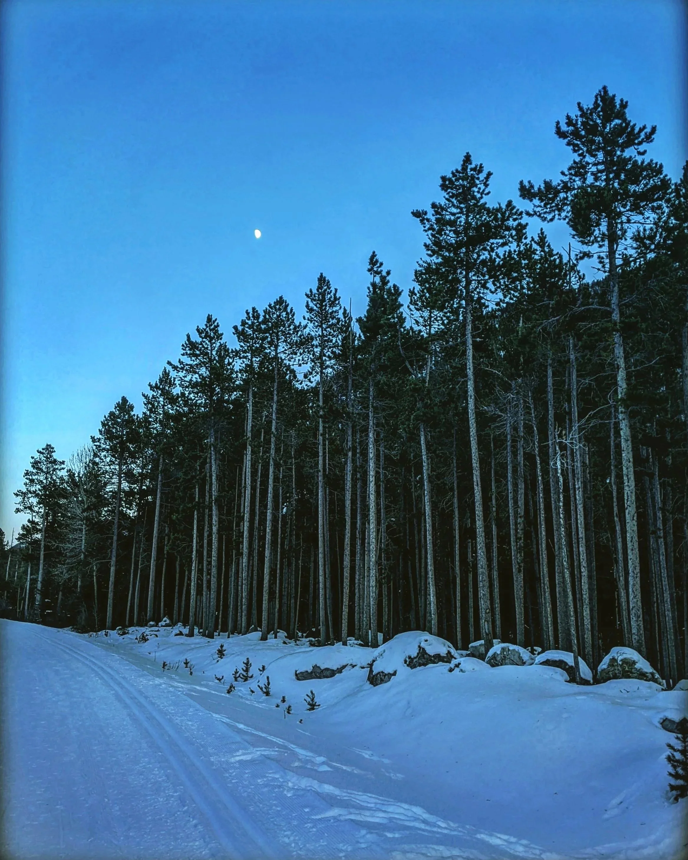 Snow-covered road running alongside tall pine trees with a clear blue sky and a visible moon in the background.