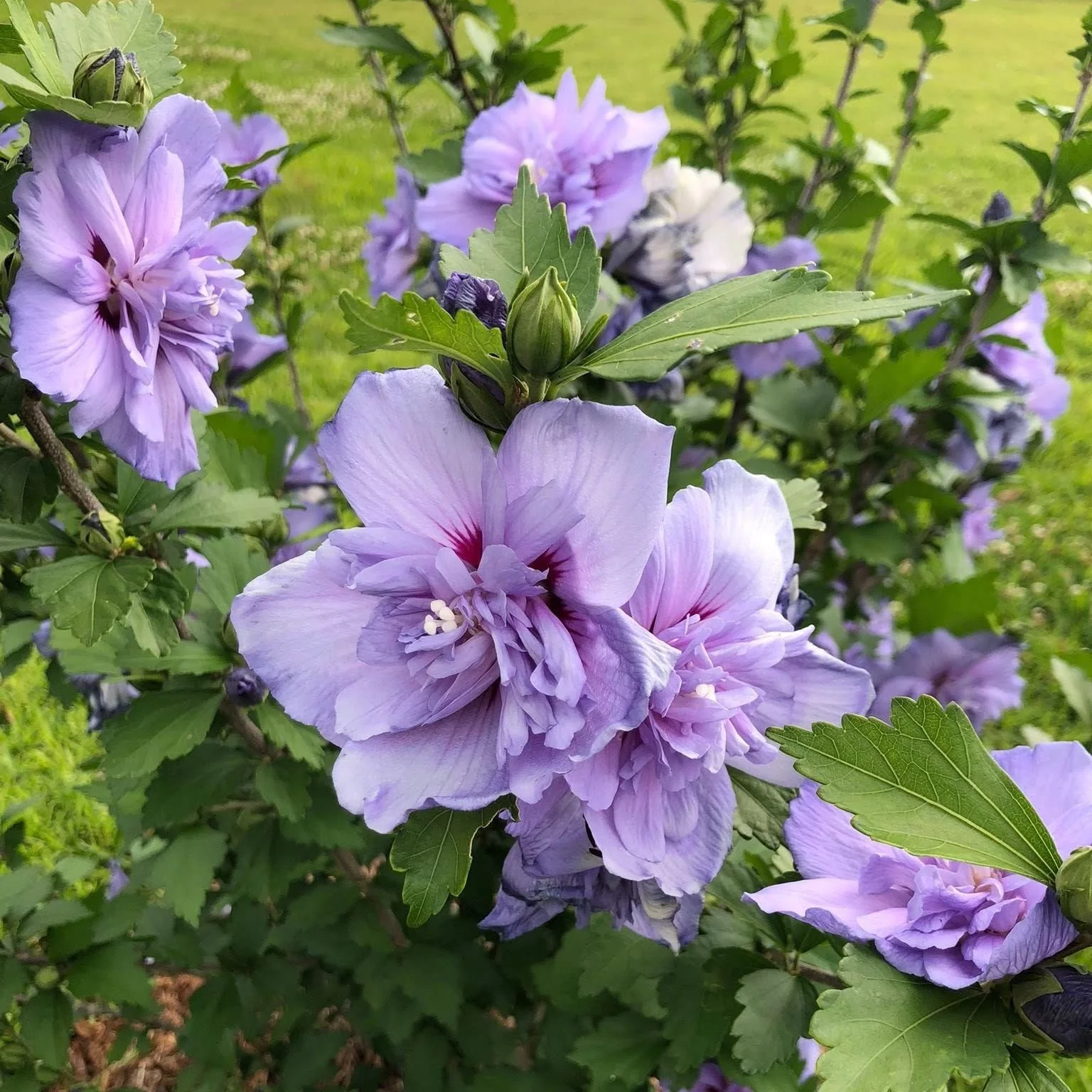 Flower Communion