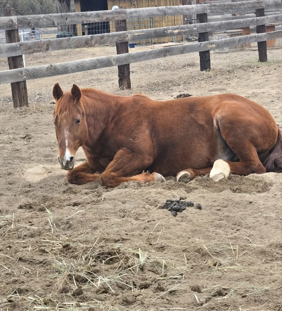 A brown horse lying down on dirt ground inside a fenced paddock.
