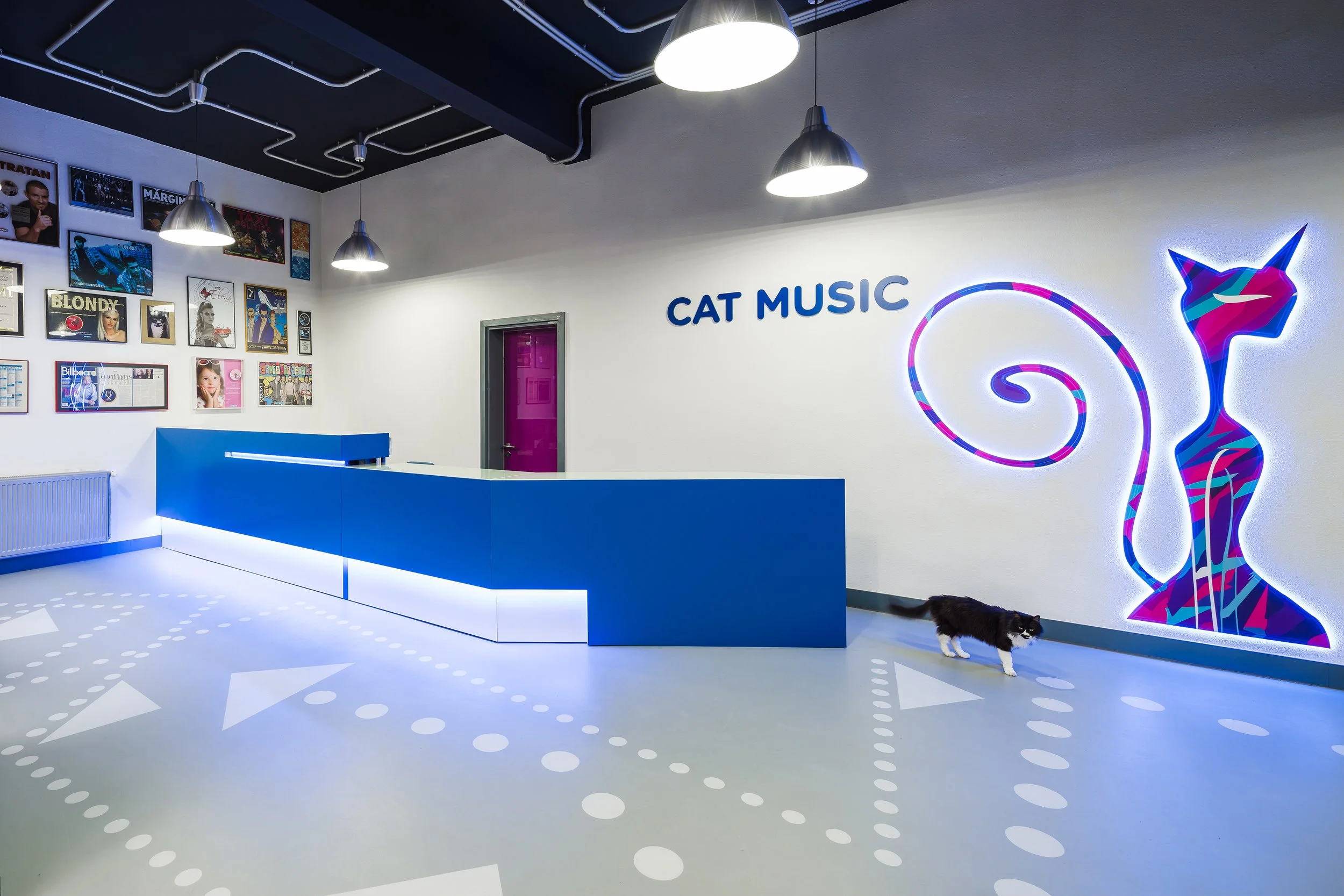 5 cat.jpg
