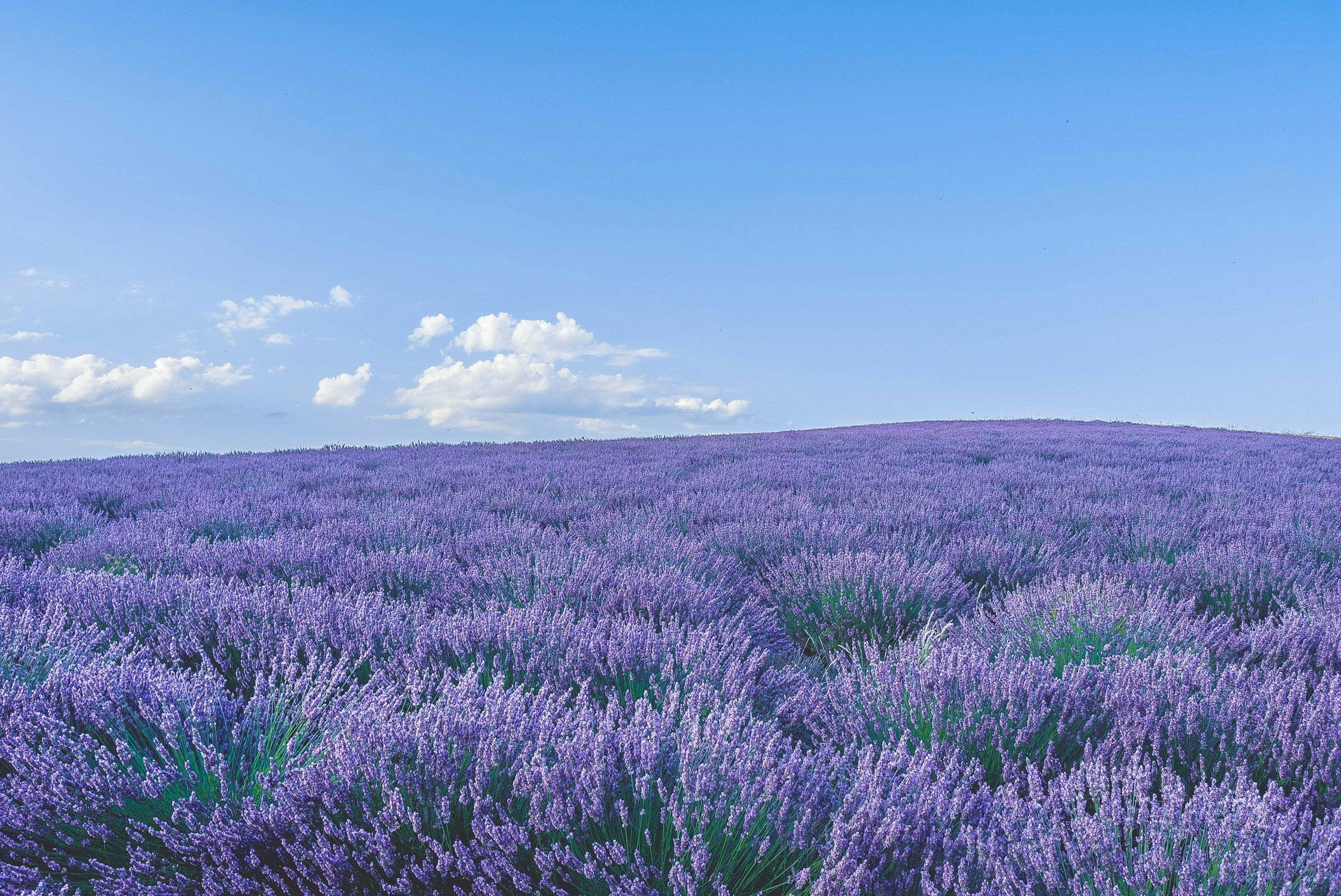 field of lavendar growing under a blue sky